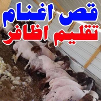 قص اغنام - تقليم اظافر - امير - اغنام الكويت - جز غنم - جز اغنام - جز صوف - حلاق اغنام - حلاق غنم - جز